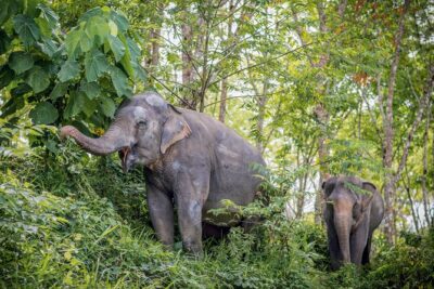 A Morning with the Elephants at Phuket Elephant Sanctuary - Ethical elephant care: rescue, rehab, and the meaning of “free roam”