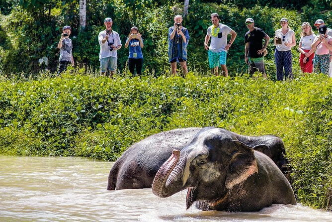 Elephant Nature Experience with Lunch at Bukit Elephant Park - Thai Culture You Can See and Taste: Coconut Milk, Thai Cooking, and Rubber Skills