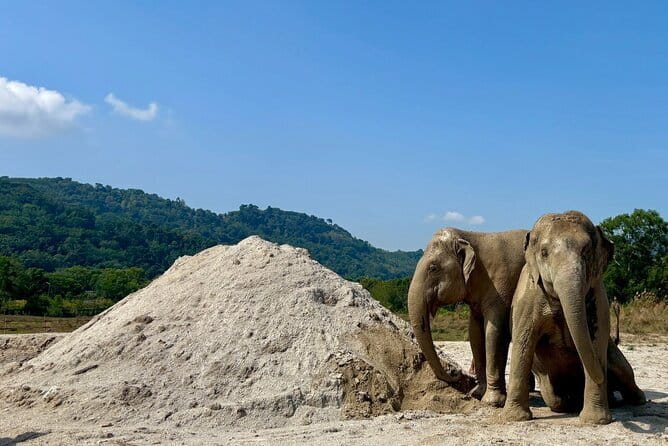 Elephant Nature Experience with Lunch at Bukit Elephant Park - The Guide Moment: When Elephant Info Becomes Actually Interesting
