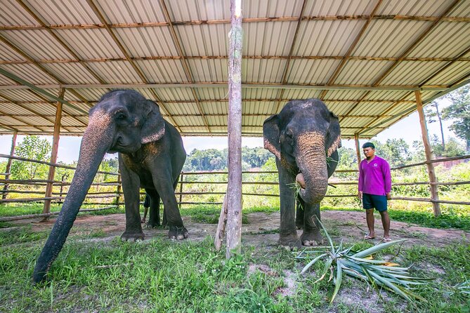 Elephant Sanctuary Small Group Tour in Phuket - Walking the forest trails: what you’ll see and how to enjoy it