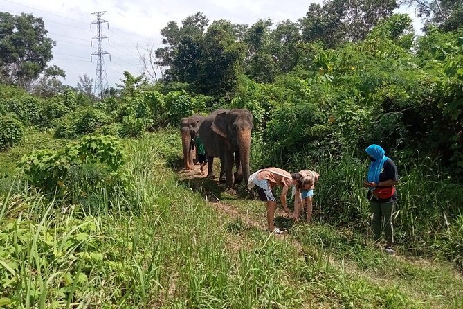 Elephant Sanctuary Small Group Tour in Phuket - Lunch box and light refreshments: a small perk that helps