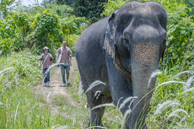 Elephant Sanctuary Small Group Tour in Phuket - First stop: Patong Hill Tribe Elephant Village and the welcome ritual