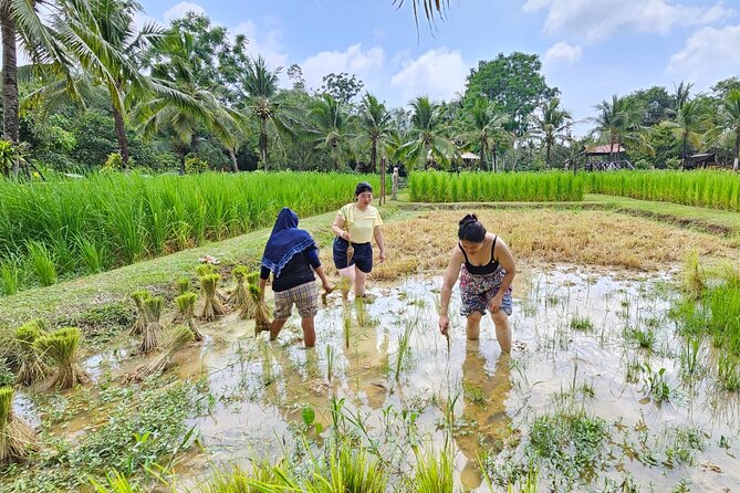 Old Phuket Farm Ticket - Countryside Local Life Culture - Hands-On Activities That Actually Teach: Tin Panning, Coconut Grating, Curry Paste