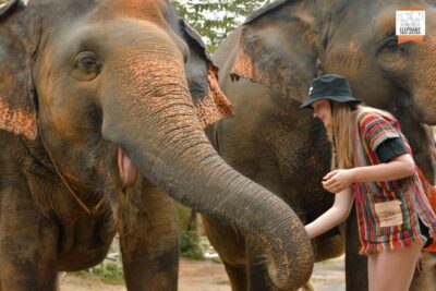 Phuket: Elephant Jungle Sanctuary Ethical Feeding Experience - How the Feed Me program actually fits into your day (1 hour on the clock)
