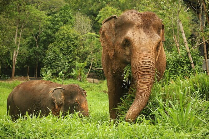 Phuket Elephant Nature Reserve Ethical Sanctuary - Key highlights at a glance