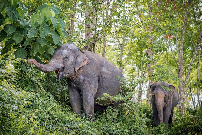 Phuket Elephant Sanctuary Canopy Walkway Tour - Hotel Pickup and Time Slots That Actually Matter