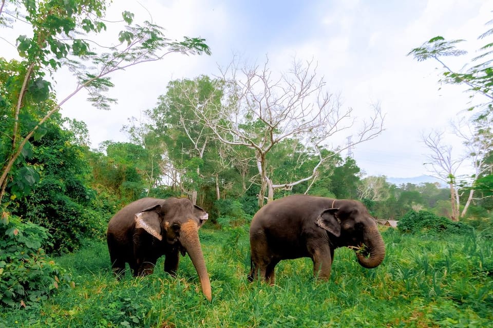 Phuket: Elephant Sanctuary Feed and Bathe Gentle Giants - Who Should Book This Tour (and Who Might Not)