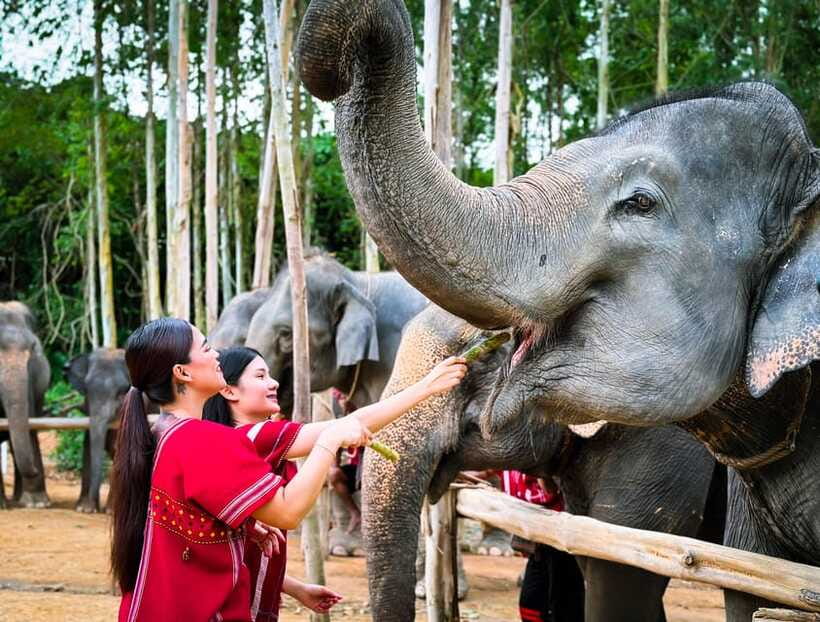 Phuket : Experience feeding and bathing elephants 1.5 Hrs. - Price and value: is $48 fair for what you get?