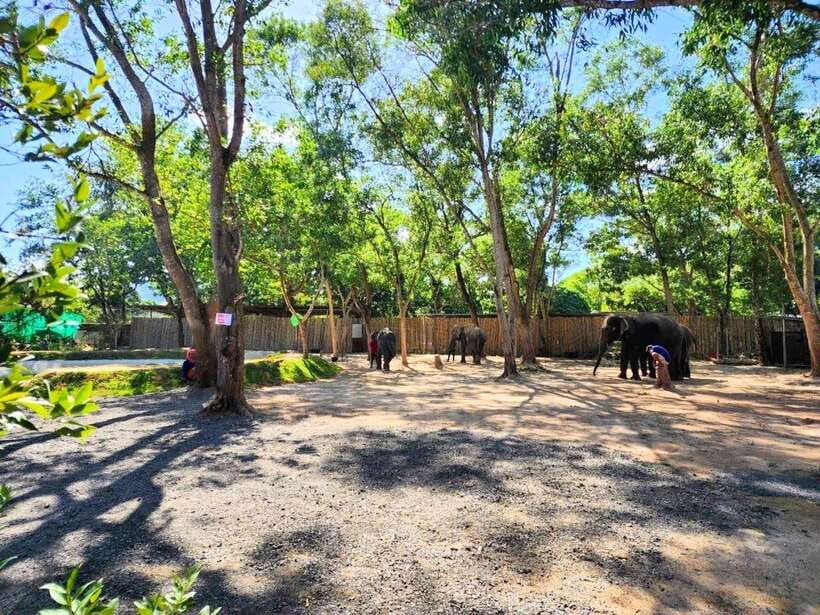 Phuket: Feeding Elephants at Phuket Elephant Care - Phuket Elephant Care and what this sanctuary visit really offers
