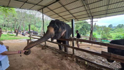 Phuket: Feeding Elephants at Phuket Elephant Care - Getting there: meeting points and the welcome rhythm